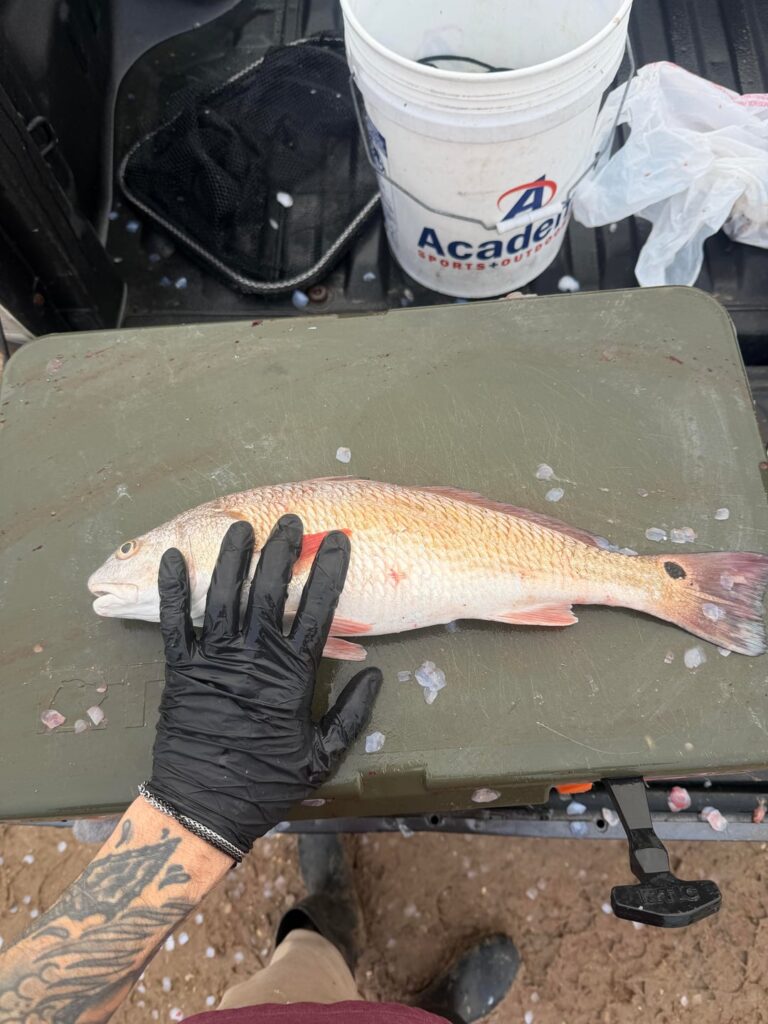 Personally caught, baked Red Fish with spicy garlic & herb butter.