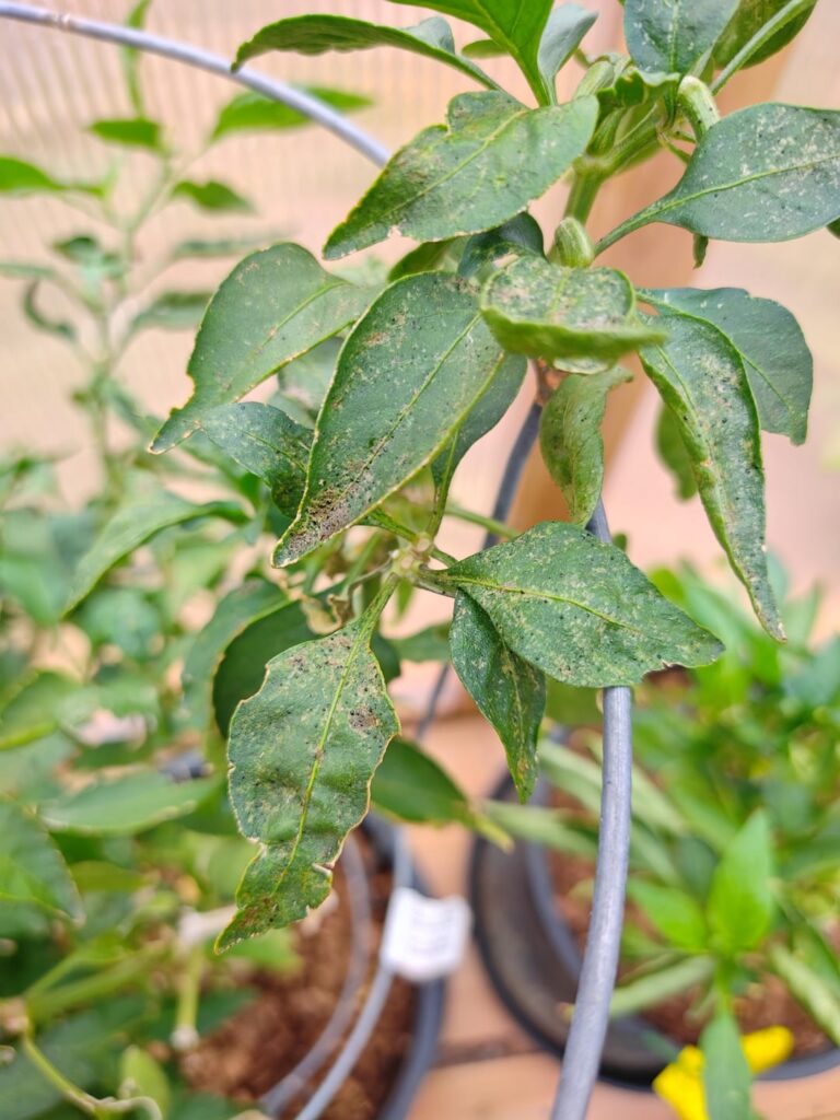 What's happening to my peppers?