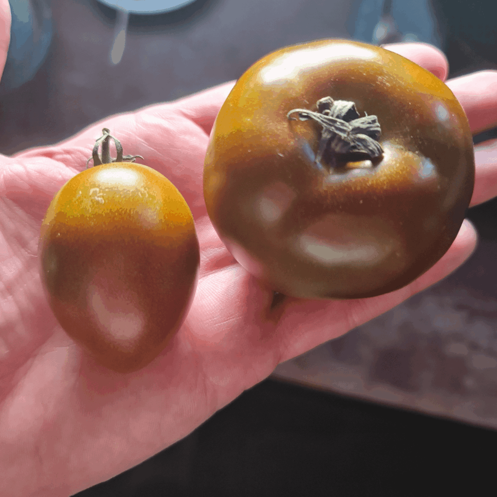 Is this cross pollination or genetic memory?