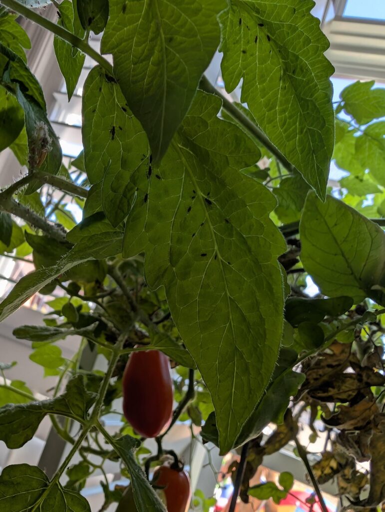 Black bugs all over my tomato plants Black bugs all over my tomato plants