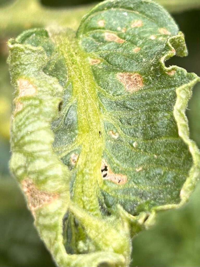 What’s happening to my tomato leaves?