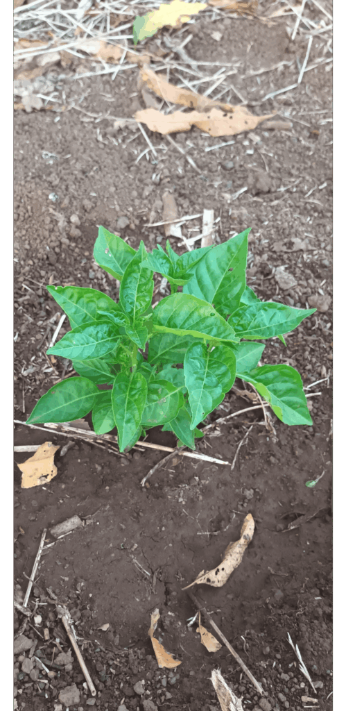 Hey guys, could anyone tells me what species is this?