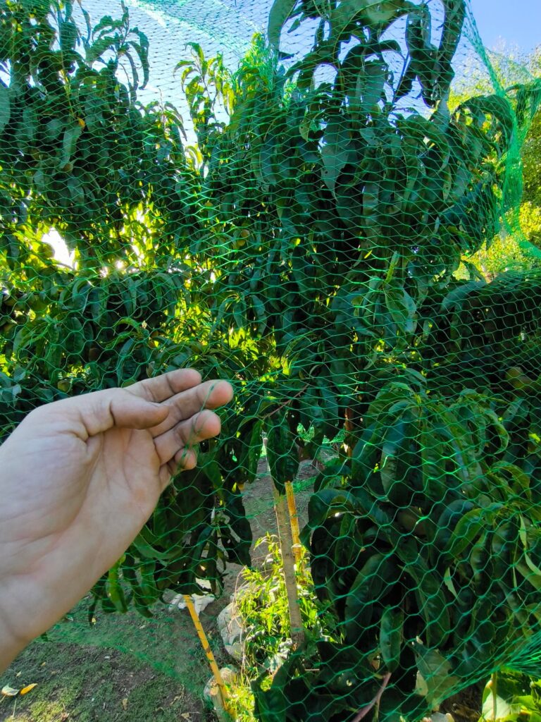 Anti parrot cover placed 🤟🏻