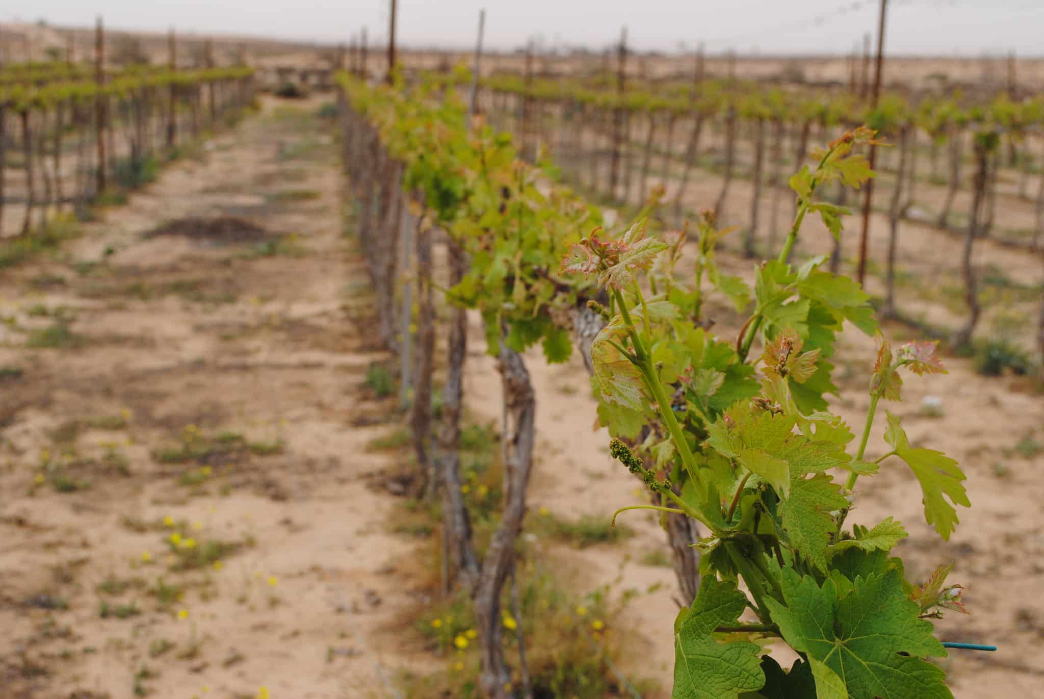 Rota Winery, Negev, Israel