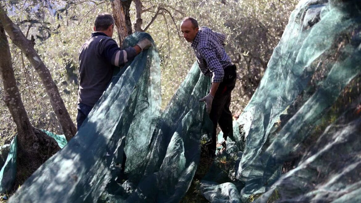 Italian Geographical Indications See Record Growth, Driven by Olive Oil and Wine