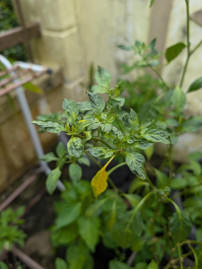 What's wrong with my bird's eye chilies plant