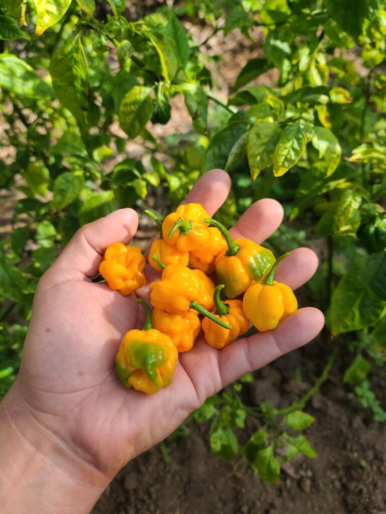 It's pretty cool that my scotch bonnet and tabasco plants are still producing in December.