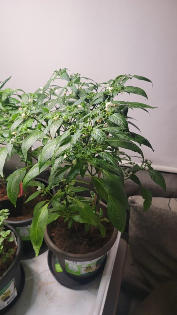 Thai Peppers - question!