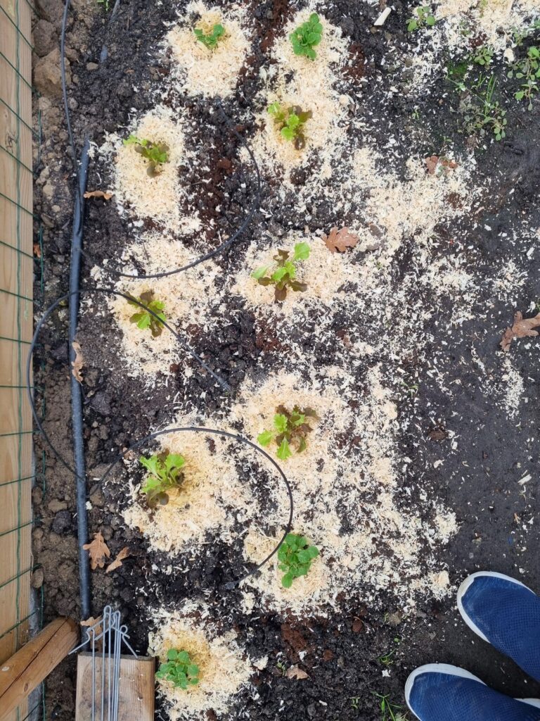 Lettuce and bok choi going strong