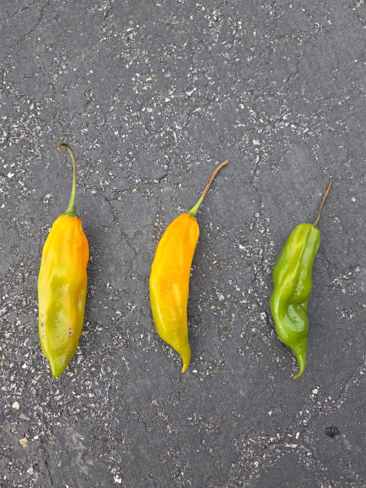 I got pepper Joe's can anyone help me id?