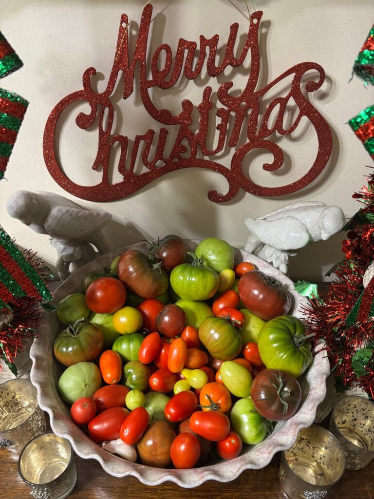 End of the 2025 tomato season in south MS (8B)