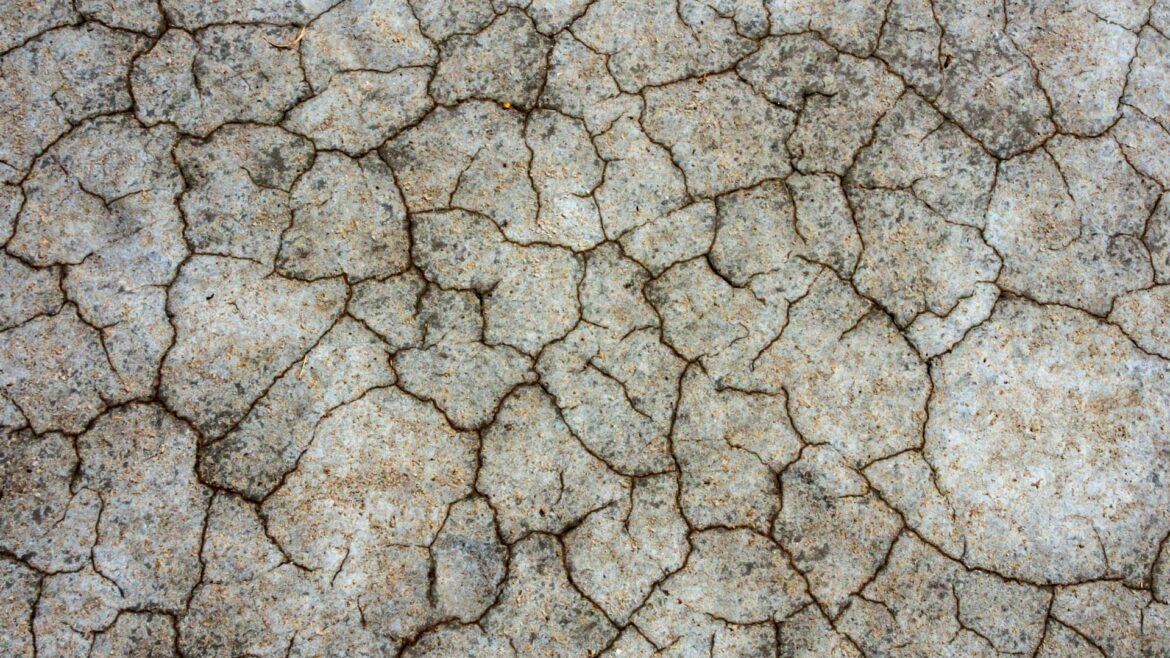 Spanish Researchers Study Salt Stress on Olive Trees