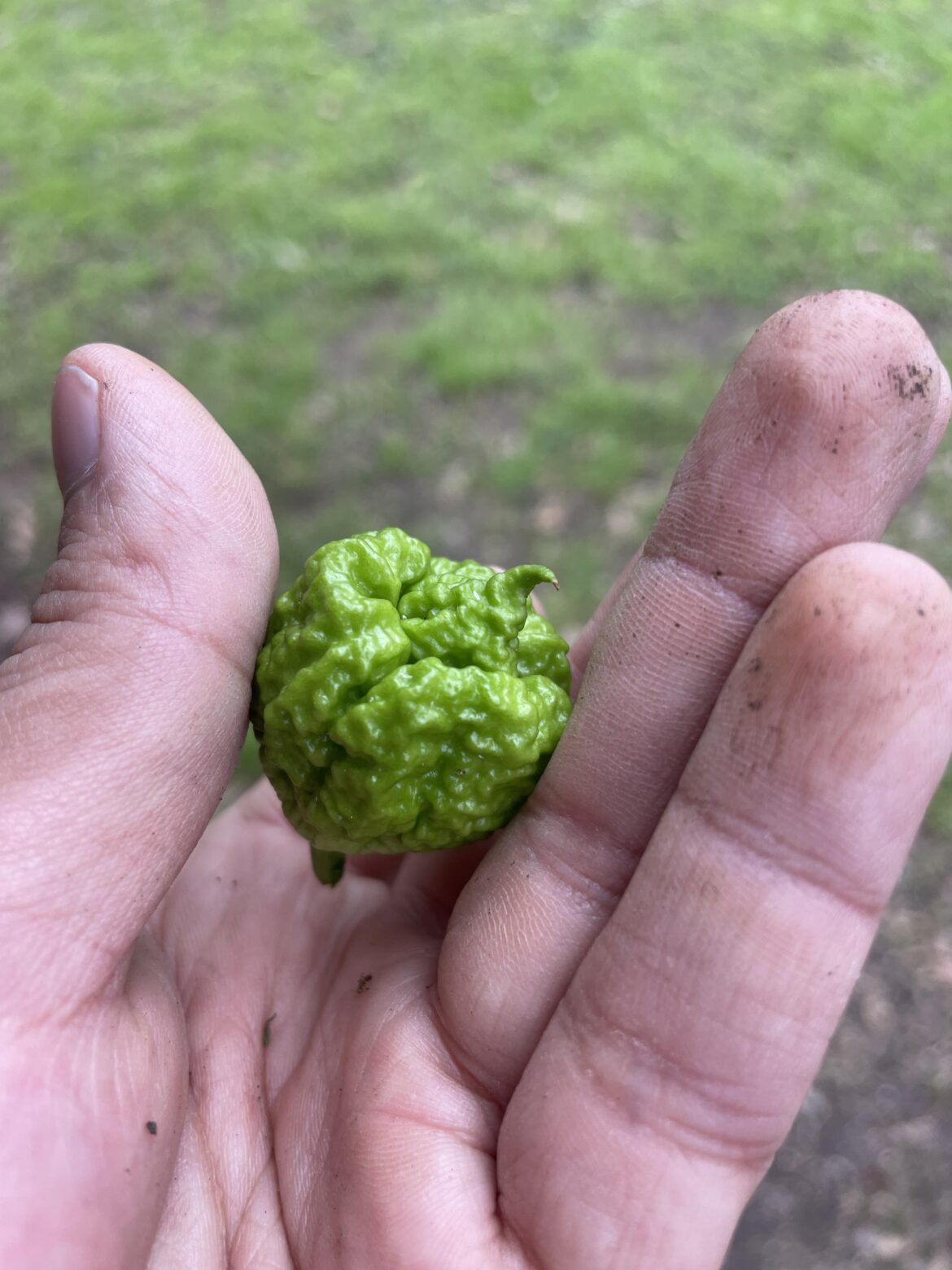 Had a chinesium I didn’t know what it was all year, I didn’t see a fruit so I threw the whole plant to the compost this morning. At the last second, I saw this little guy and rescued him.
