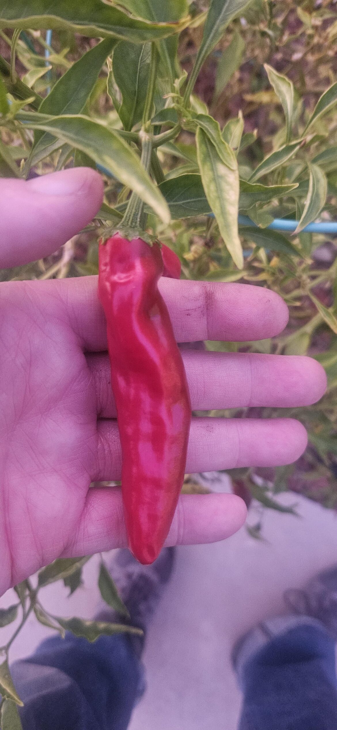 2 years ago I was told this was an Anaheim chili