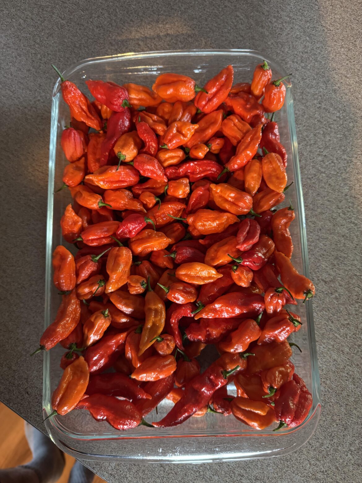 Ghost peppers ripe enough to make powder?