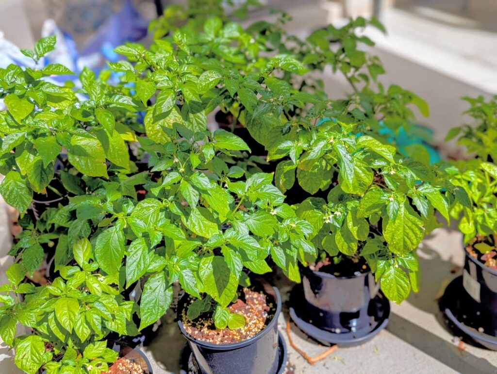 Finally! Happy plants and fruiting begins!