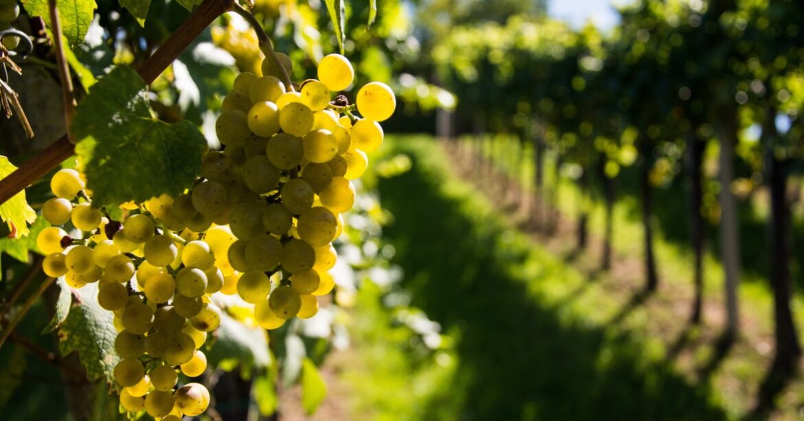 Vinho Verde, flavour, and food pairings — idealista/news Vinho Verde, flavour, and food pairings — idealista/news