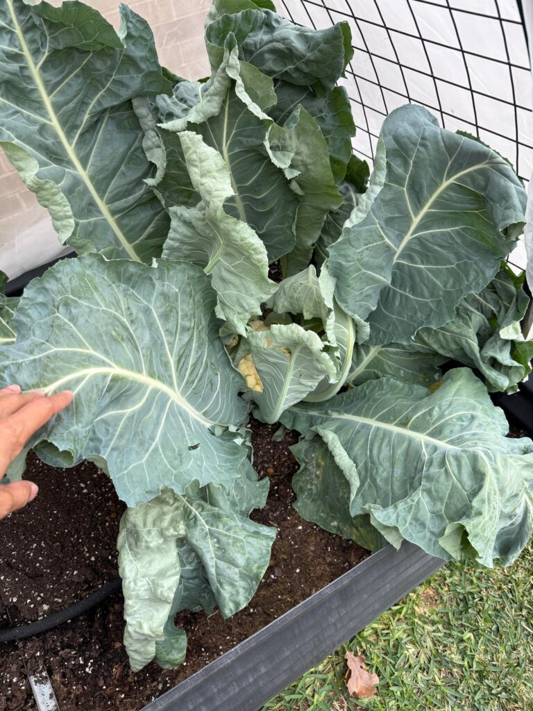 I finally harvested. Central Texas weather was perfect.