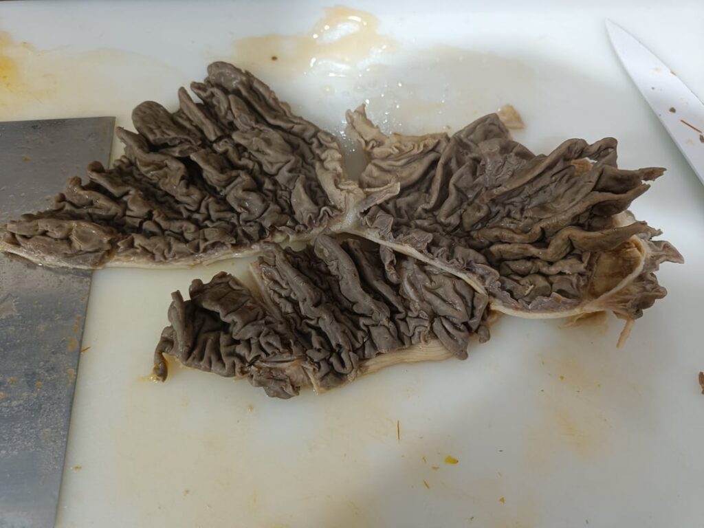 Lampredotto the fourth stomach of cow for the famous Florentine sandwich Lampredotto the fourth stomach of cow for the famous Florentine sandwich