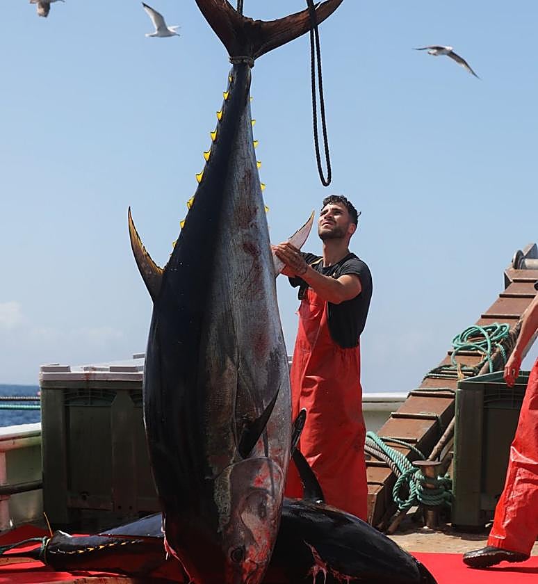 Disappearing Mediterranean tuna | Sur in English Disappearing Mediterranean tuna