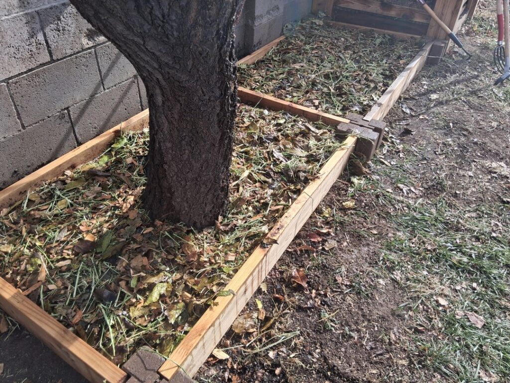 Garlic beds built and planted Garlic beds built and planted