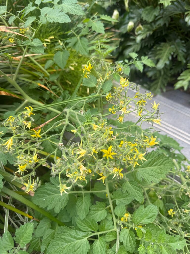 Is this flowering normal?