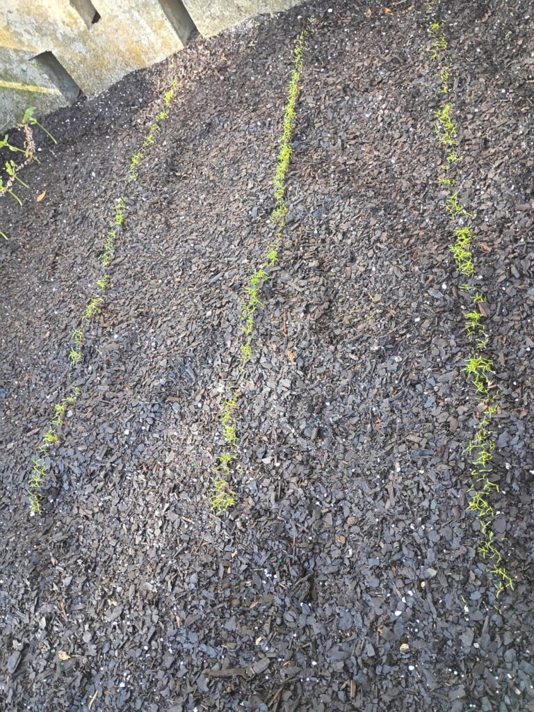 First time growing anything. Green bean bushes & carrots(and a little key lime bush).