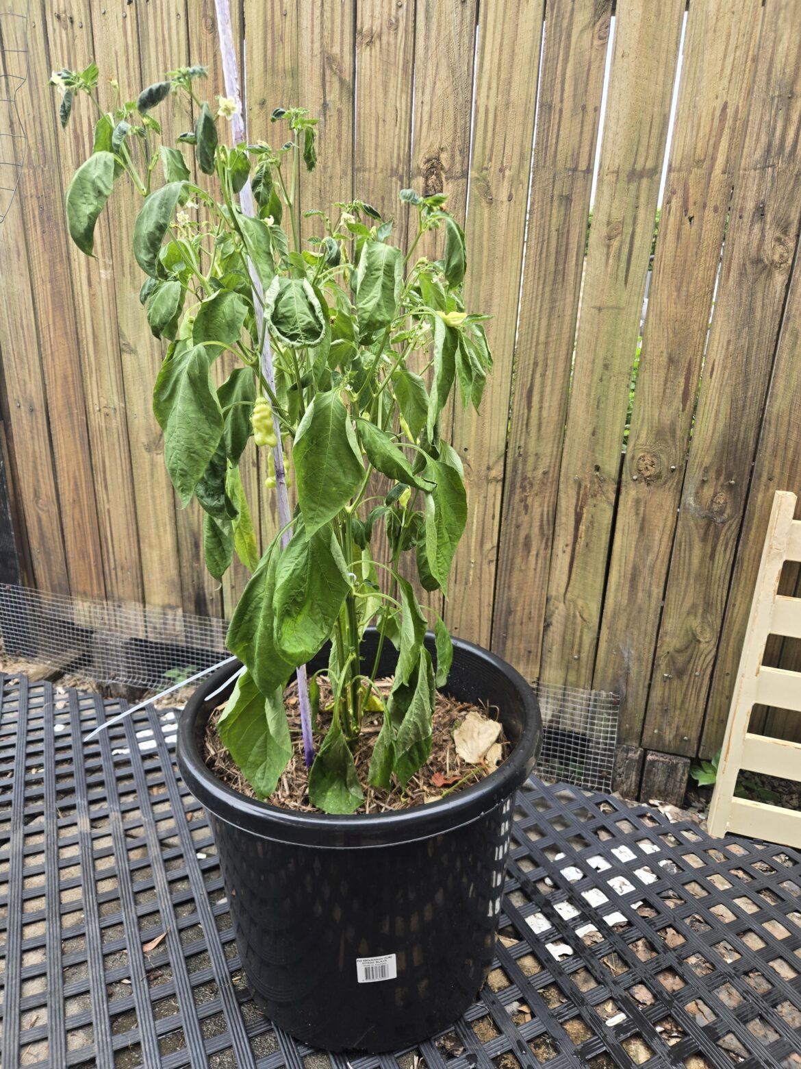 Basic question. Sad leaves?