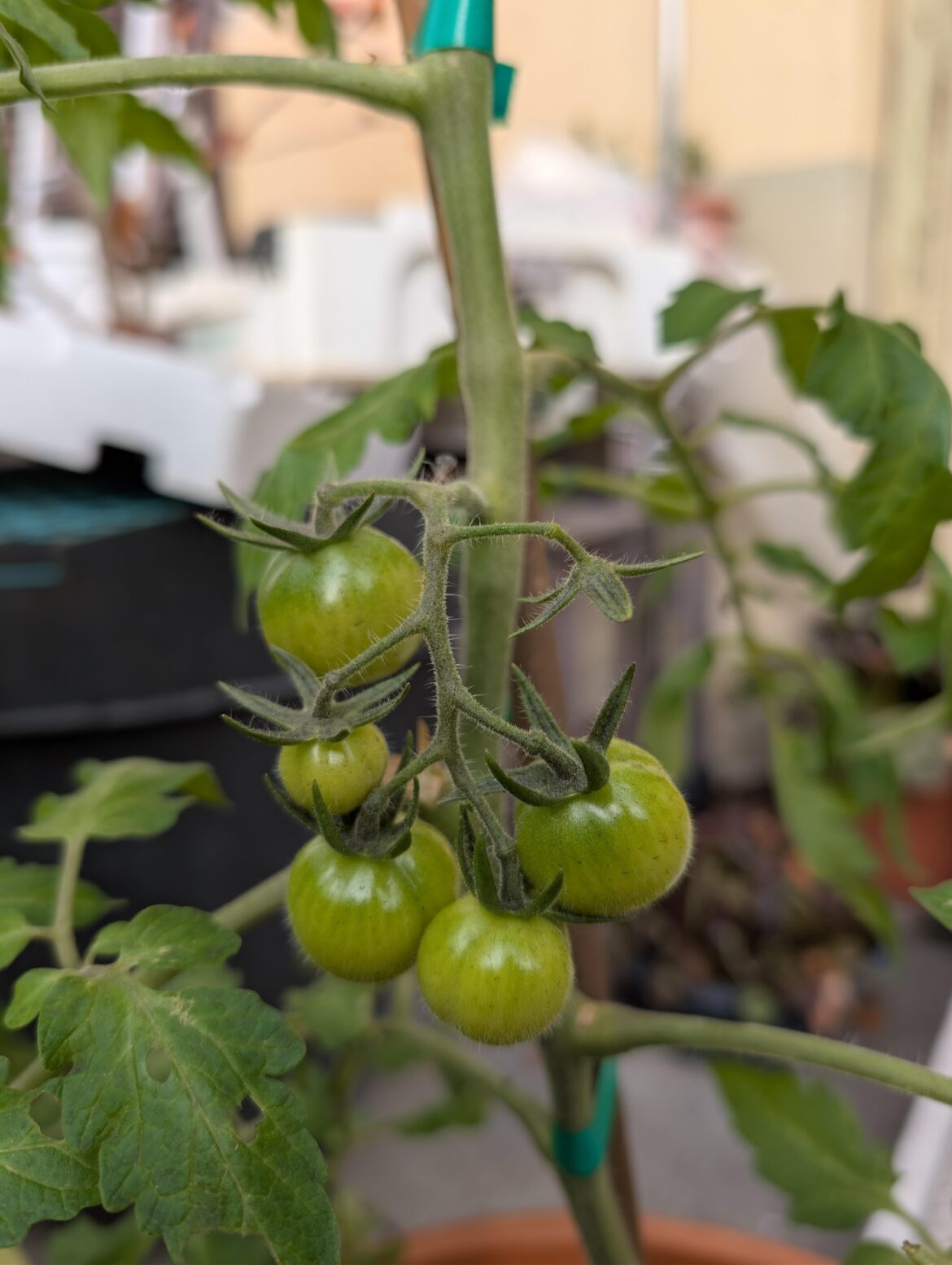 2025 Breeding F1 Tomato