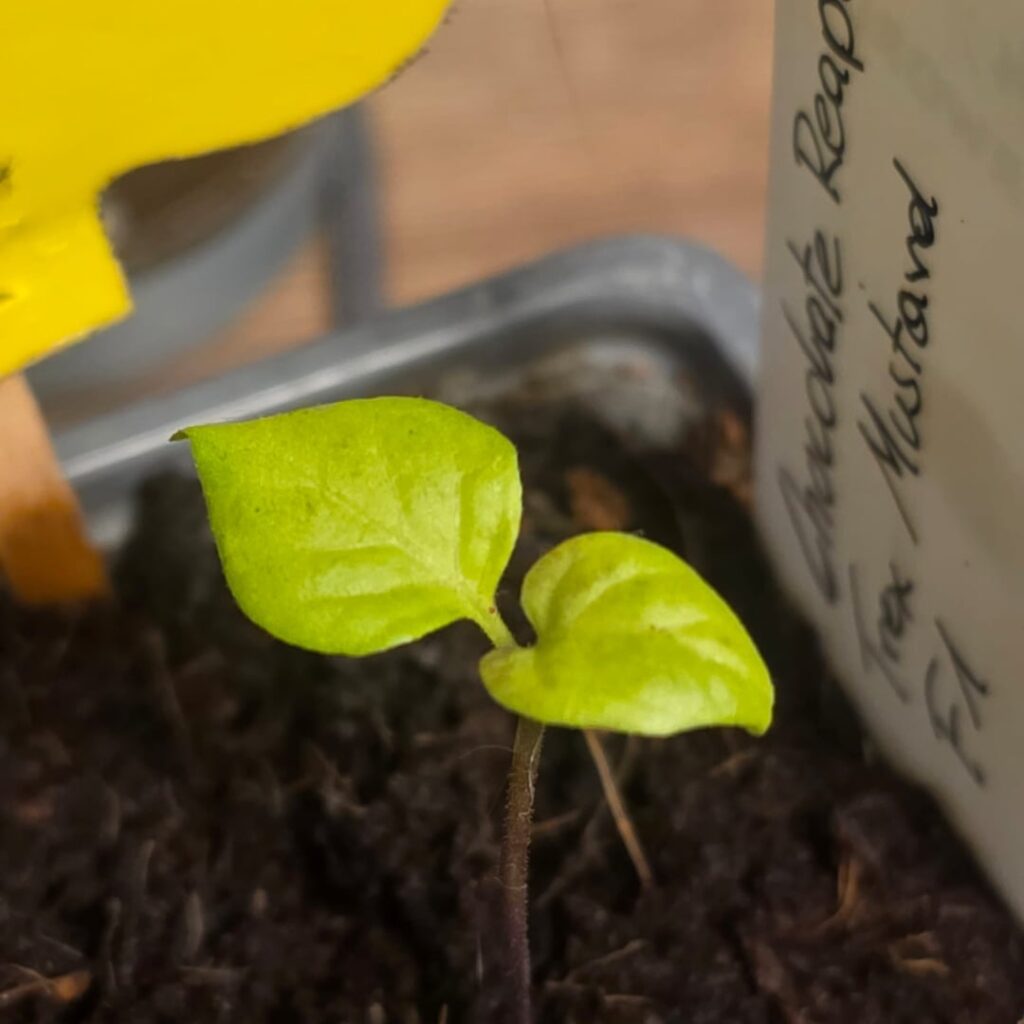 Leaves turning yellow after repotting – plants not growing