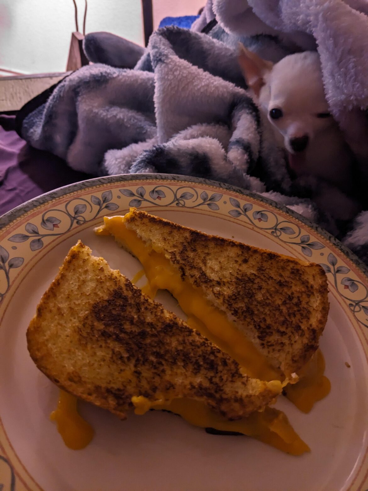 Sourdough, Cheddar, Small Dog