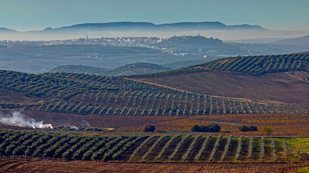 High-Density Olive Groves Shown to Capture More Carbon Than Traditional Plantings Olive Oil Times
