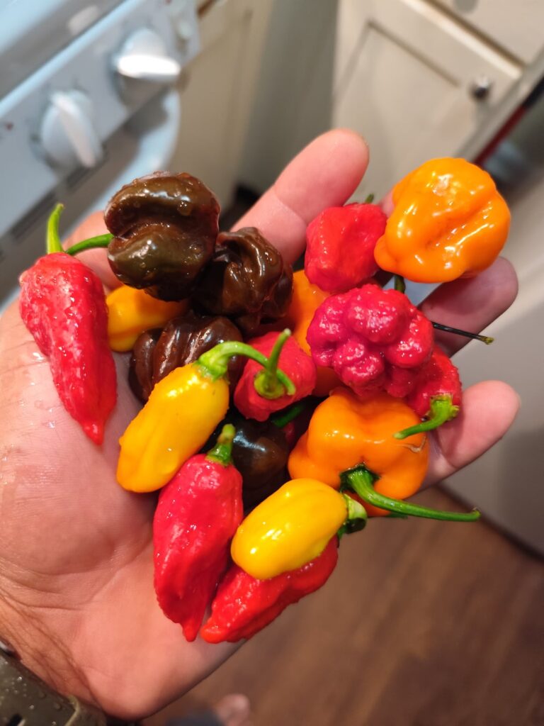 Latest harvest zone 10b