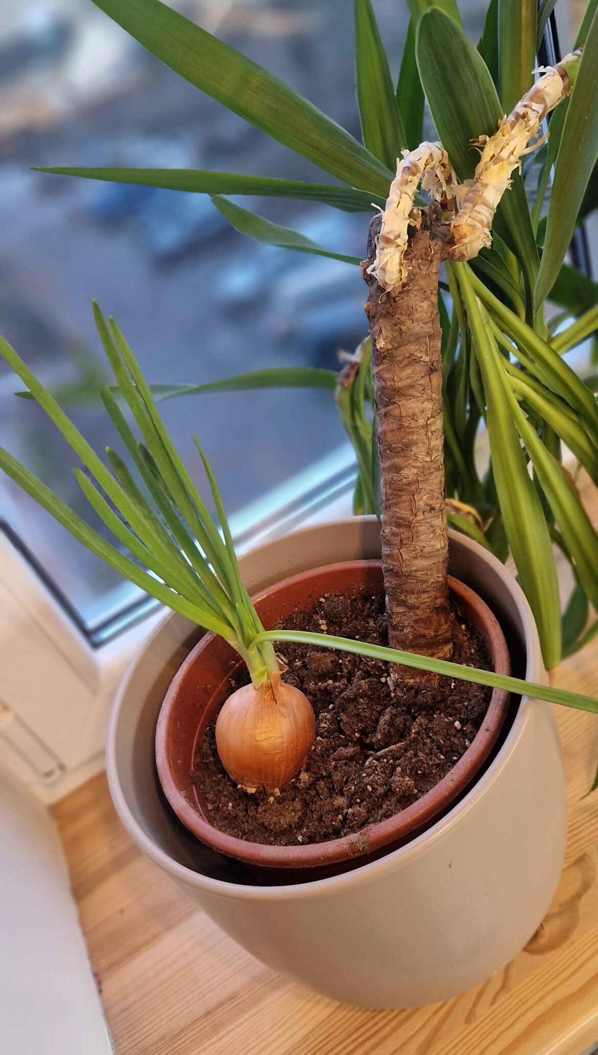 Onion escapes frying pan by producing green onions in winter