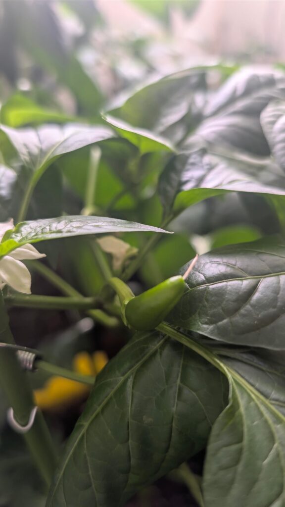 Serious growth within a few days 😁