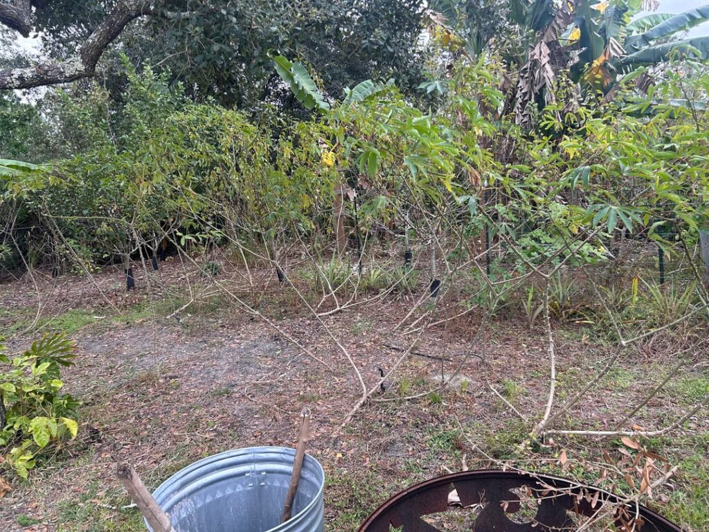Cassava harvest Cassava harvest
