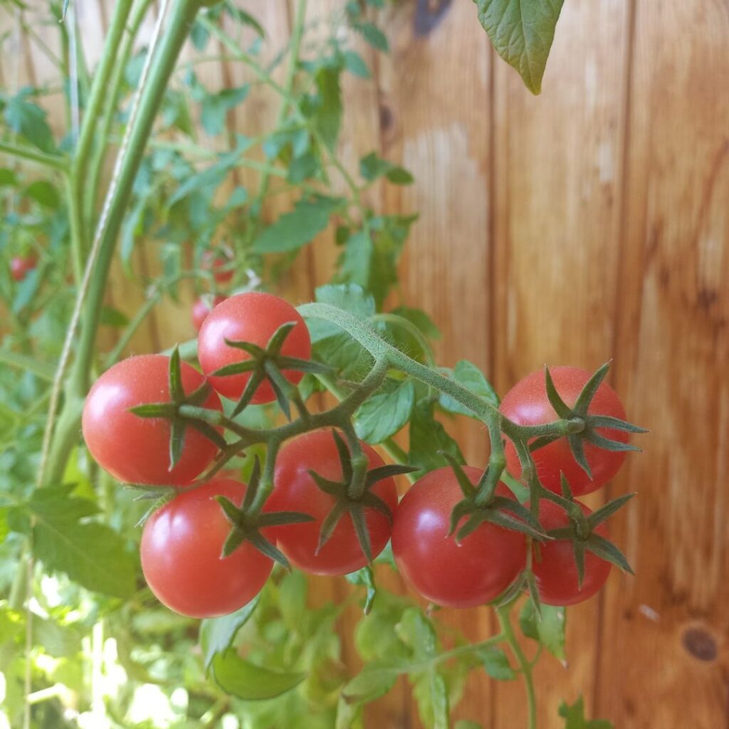 Ripening stage end — starting to harvest my mini tomatoes Ripening stage end — starting to harvest my mini tomatoes