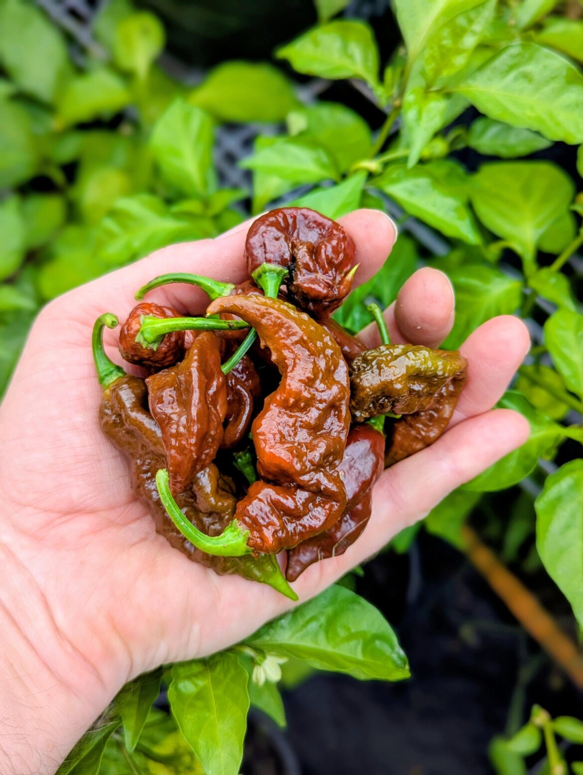 Someone told me you may like what I grow?