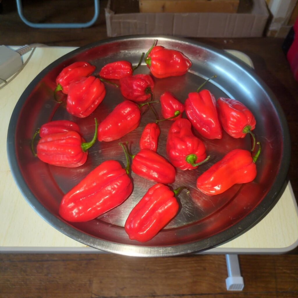 "West Indian" Chili Peppers
