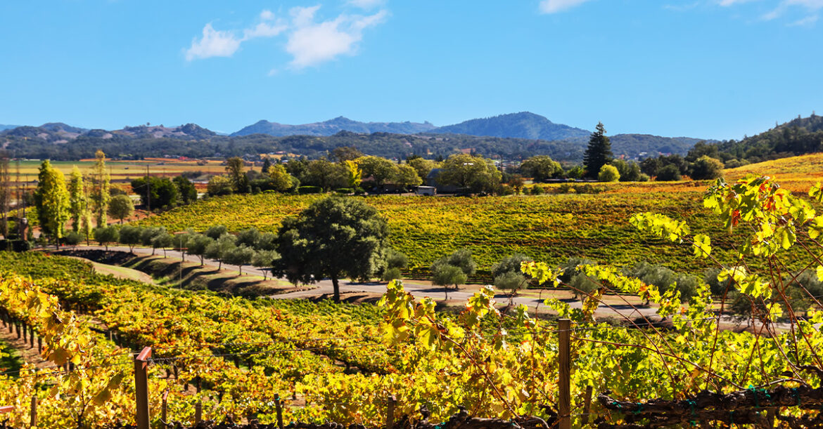 Wine 101: Why American Wine Hits Different