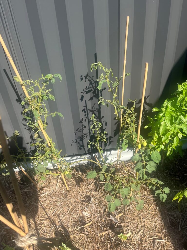 My tomatoes are doing weird stuff. My tomatoes are doing weird stuff.