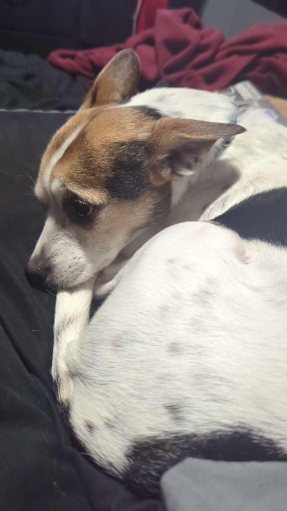 (UPDATE AND PHOTOS) My dog has been carrying around a dried-out piece of sharp cheddar