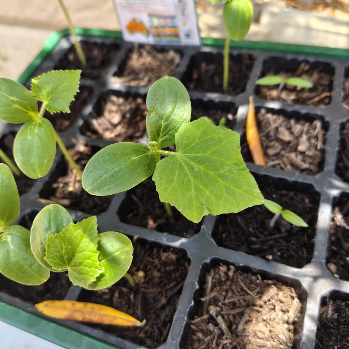 When would be the best time to cut off the starting leaves