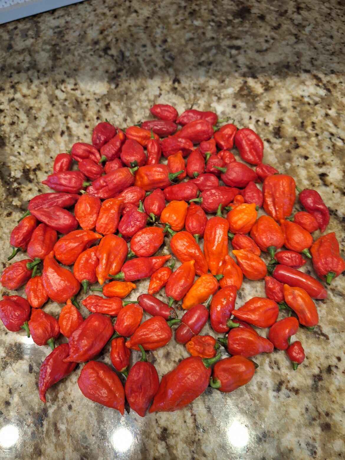 Today's ghost harvest. One plant!