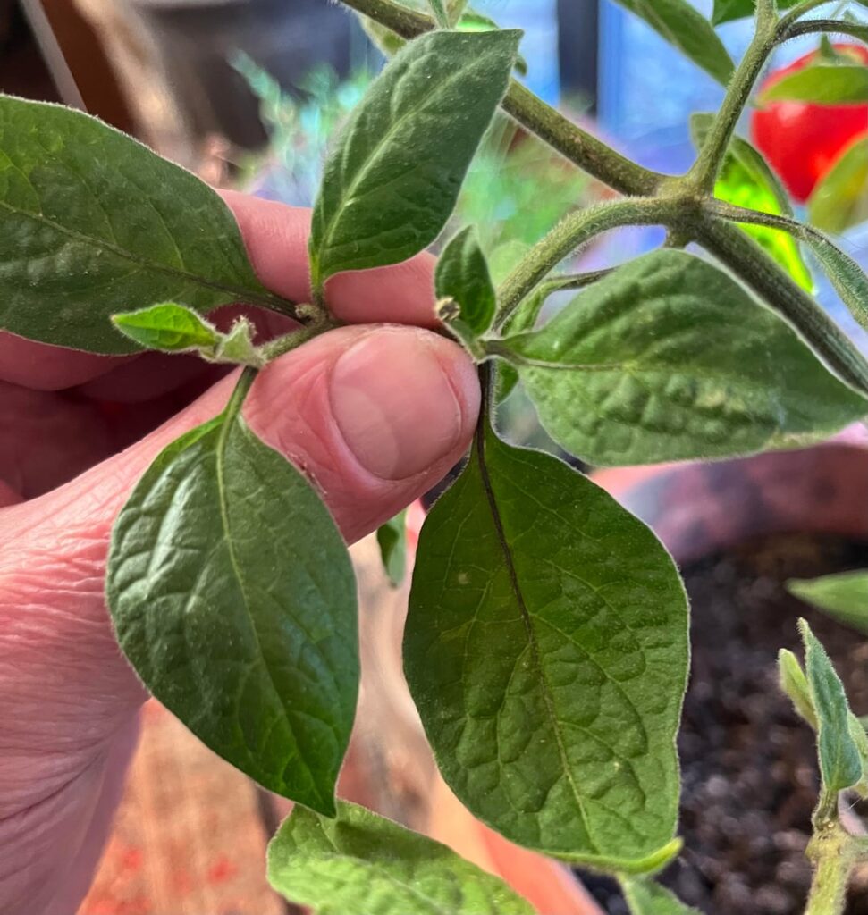 Anybody else growing this one?