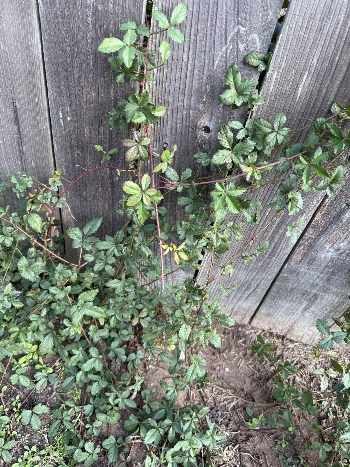 I think this is a wild blackberry or dewberry bramble I found in my new backyard in which I plan to start my first garden. Yay!