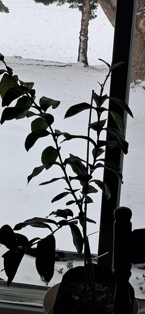 Showing my guava why he should be grateful of my love