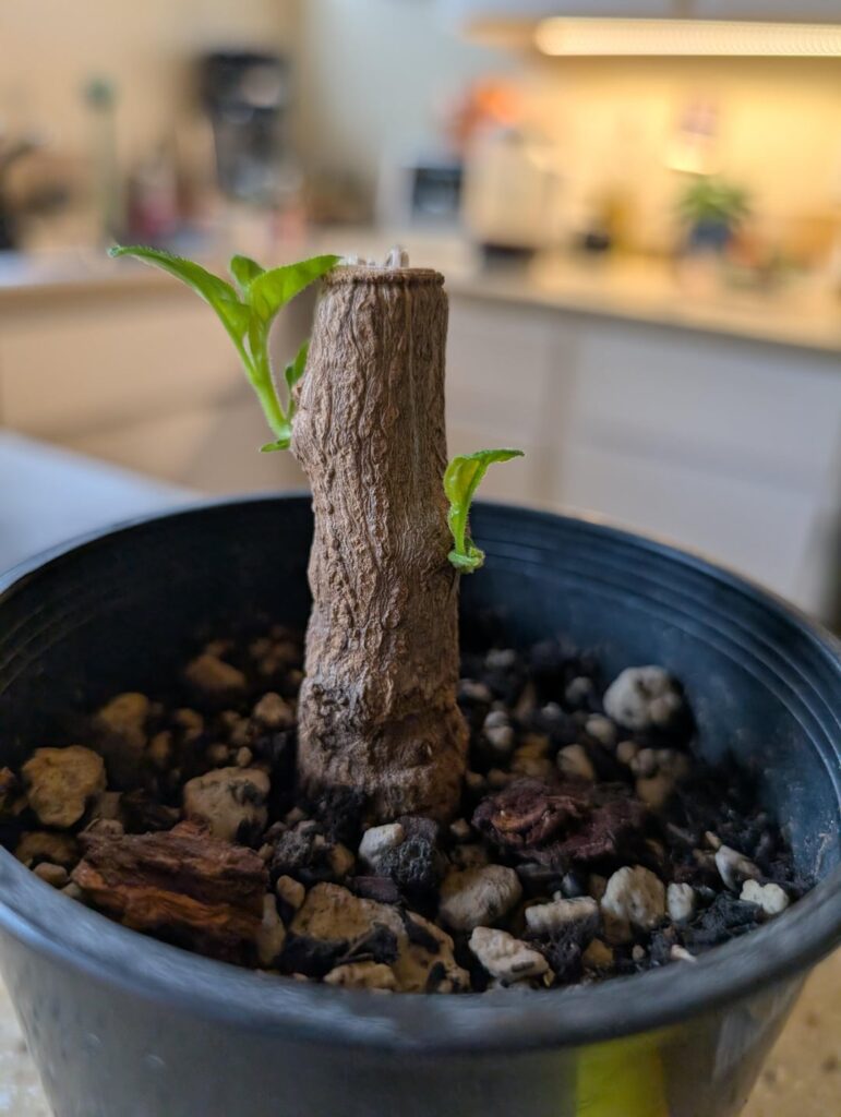 I've been cutting this Aji lemon drop back for 3 years and she gives me hundreds of peppers every summer. I thought I may have been overconfident and killed her this time but after several months of looking completely dead with zero foliage SHES BACK