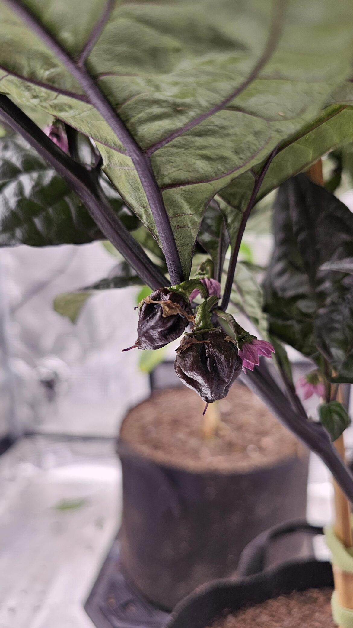 First Purple Death pods growing in the tent.