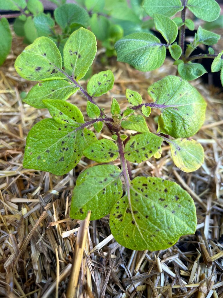 Spots on potato leaves